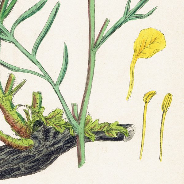 ꥹ ƥ ܥ˥륢/ʪ Brassica Cheiranthus.(֥ʲ) plate.92,1863ǯ 0628