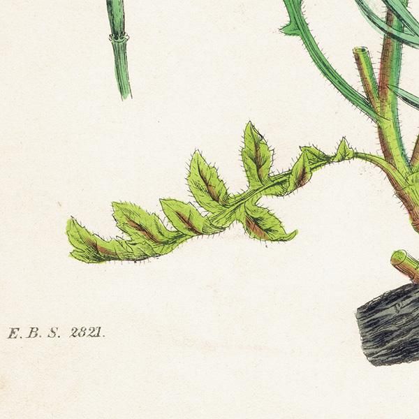 ꥹ ƥ ܥ˥륢/ʪ Brassica Cheiranthus.(֥ʲ) plate.92,1863ǯ 0628