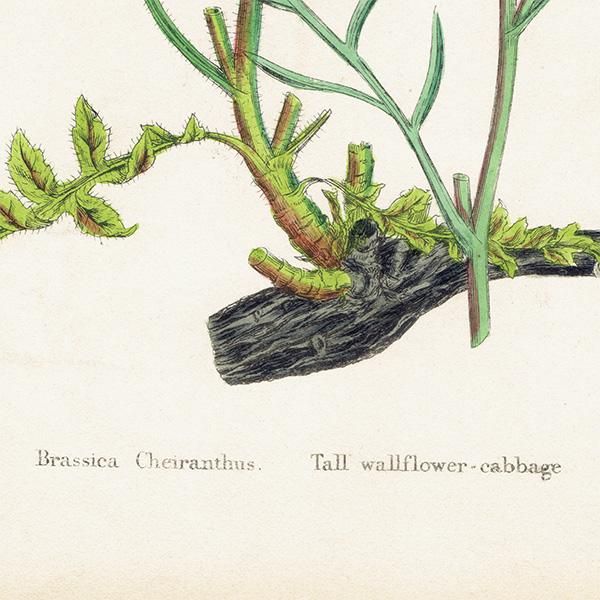 イギリス アンティーク ボタニカルアート/植物画 Brassica