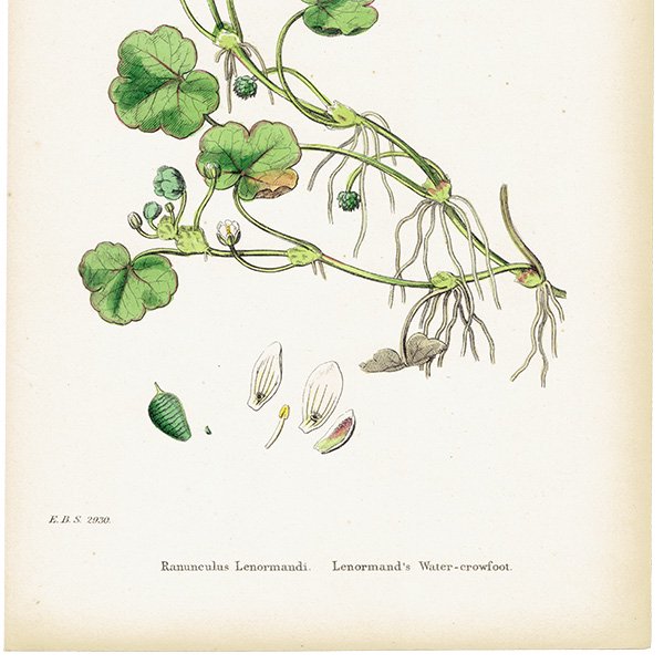 ꥹ ƥ ܥ˥륢/ʪ Ranunculus Lenormandi. plate.25,1863ǯ 0629