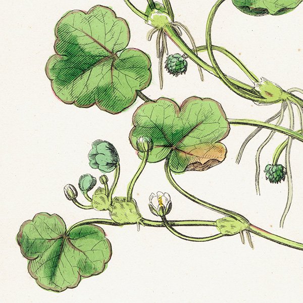 ꥹ ƥ ܥ˥륢/ʪ Ranunculus Lenormandi. plate.25,1863ǯ 0629