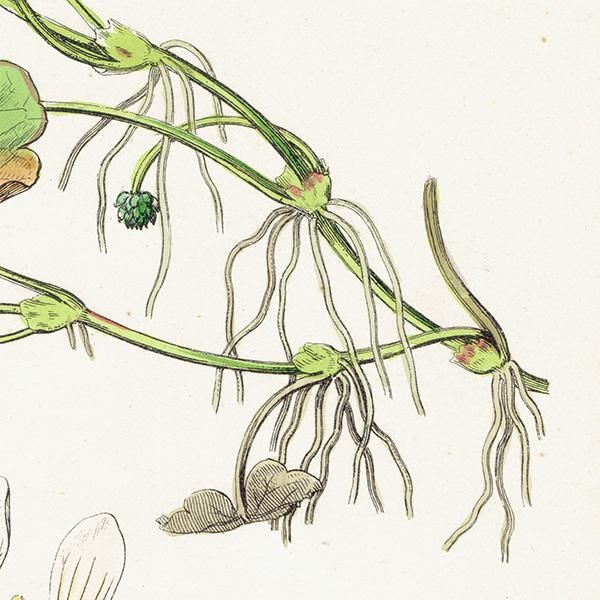 ꥹ ƥ ܥ˥륢/ʪ Ranunculus Lenormandi. plate.25,1863ǯ 0629