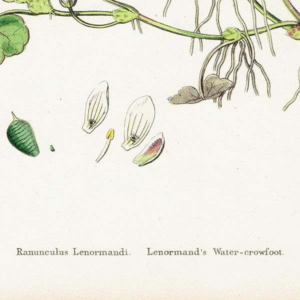 ꥹ ƥ ܥ˥륢/ʪ Ranunculus Lenormandi. plate.25,1863ǯ 0629