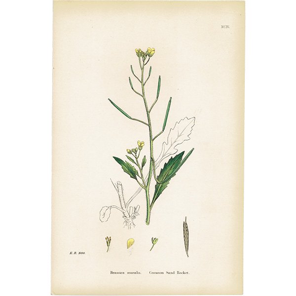 イギリス アンティーク ボタニカルアート/植物画 Brassica muralis（ロボウガラシ）. plate.94,1863年 0630