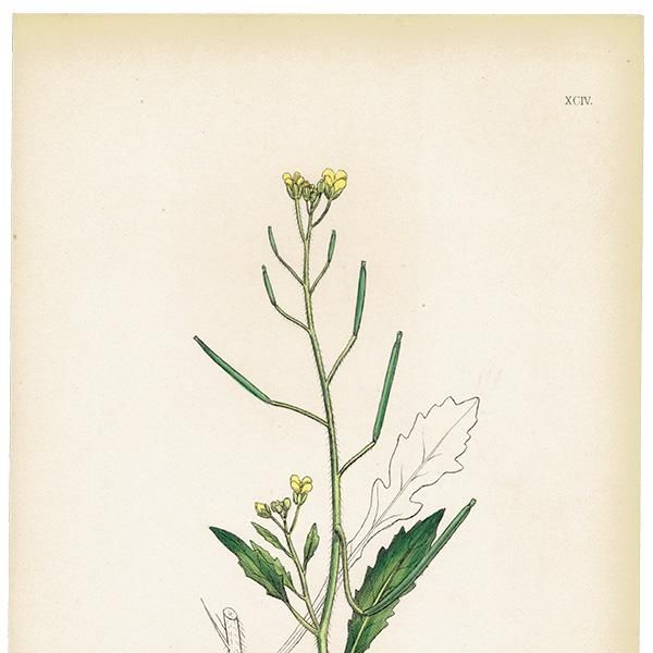 ꥹ ƥ ܥ˥륢/ʪ Brassica muralisʥܥ饷. plate.94,1863ǯ 0630