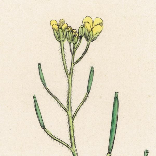 ꥹ ƥ ܥ˥륢/ʪ Brassica muralisʥܥ饷. plate.94,1863ǯ 0630