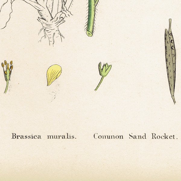 ꥹ ƥ ܥ˥륢/ʪ Brassica muralisʥܥ饷. plate.94,1863ǯ 0630