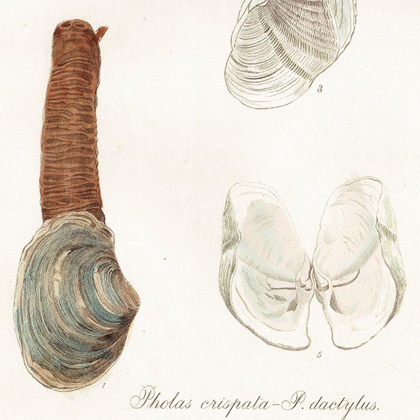 ʪ Pholas crispata-P. dactylus ˥ ꥹ ƥץ ʪ ɸܲ0155