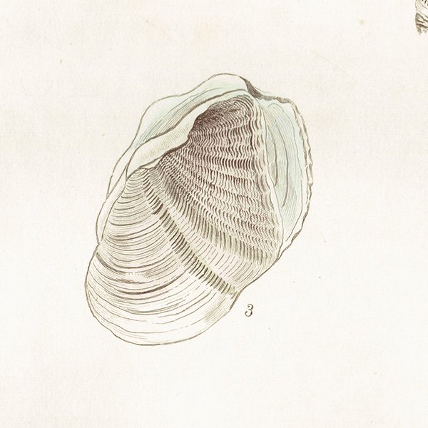 ʪ Pholas crispata-P. dactylus ˥ ꥹ ƥץ ʪ ɸܲ0155