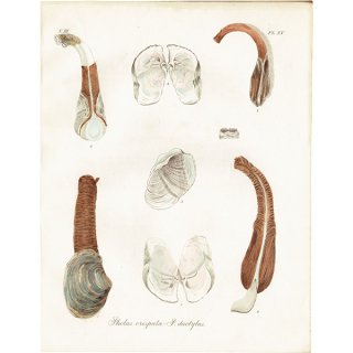 海洋生物 Pholas crispata-P. dactylus ニオガイの仲間 イギリス アンティークプリント 博物画 標本画｜0155