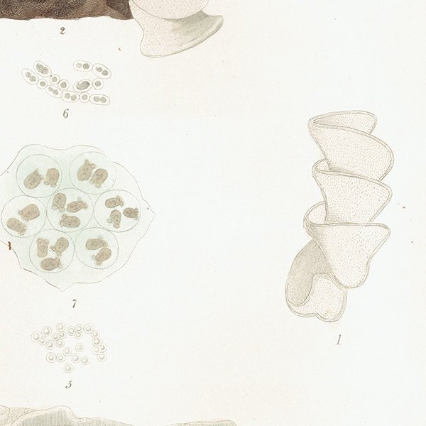海洋生物 Spawn of Doris ウミウシの卵 イギリス アンティークプリント 博物画 標本画｜0181