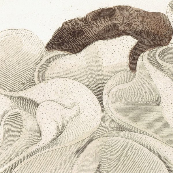 海洋生物 Spawn of Doris ウミウシの卵 イギリス アンティークプリント 博物画 標本画｜0181