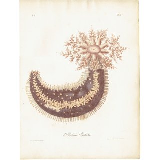 海洋生物 Holothuria Pentactes クロナマコ イギリス アンティークプリント 博物画 標本画｜0176