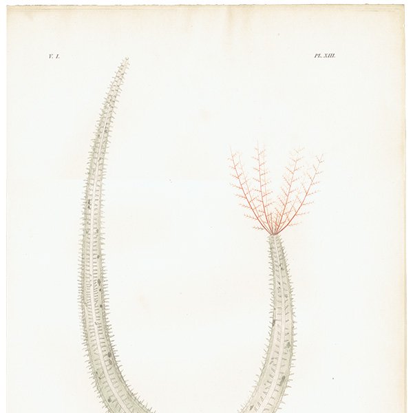 海洋生物 Holothuria クロナマコ属 イギリス アンティークプリント 博物画 標本画｜0174
