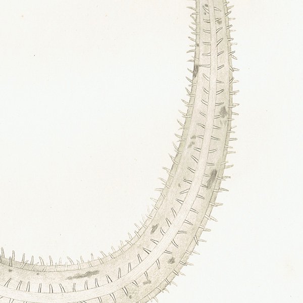 海洋生物 Holothuria クロナマコ属 イギリス アンティークプリント 博物画 標本画｜0174