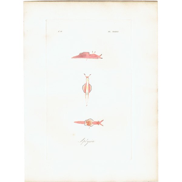 海洋生物 Aplysia アメフラシ アンティークプリント 博物画 標本画｜0182