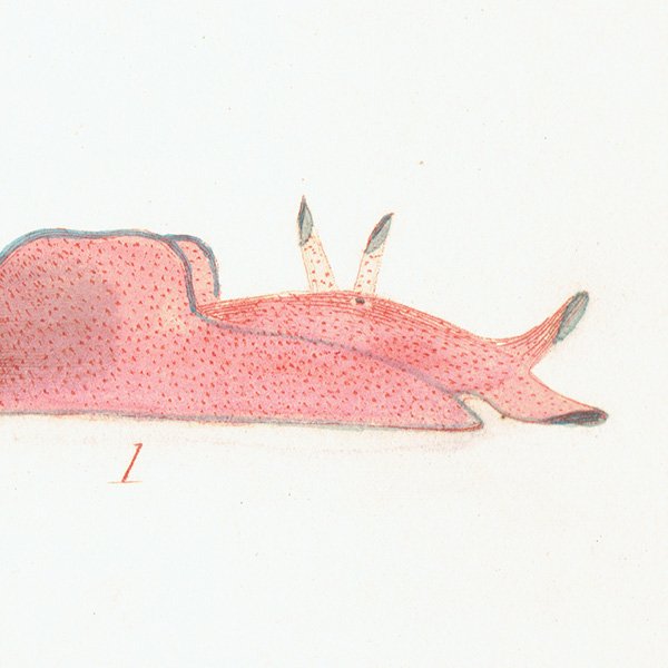 海洋生物 Aplysia アメフラシ アンティークプリント 博物画 標本画｜0182