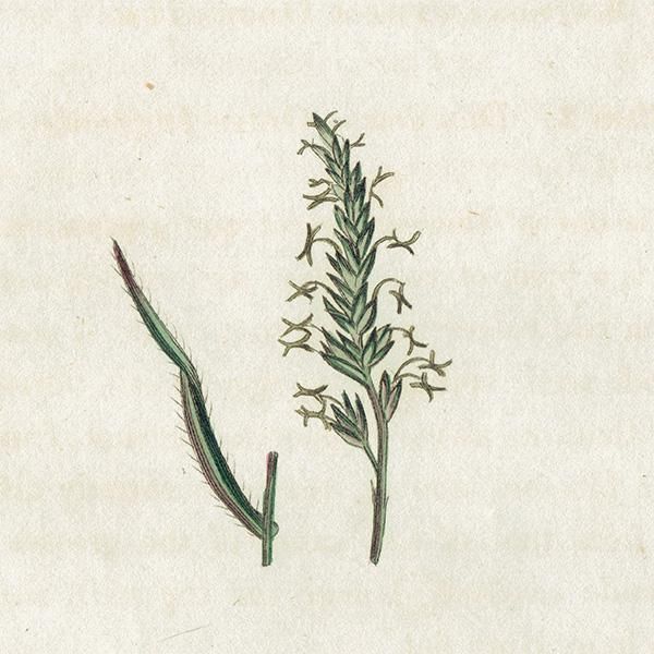 ܥ˥륢 / ʪ Sweet Scented Vernal Grass ϥ륬  ꥹ ƥ 1825ǯ | 1103