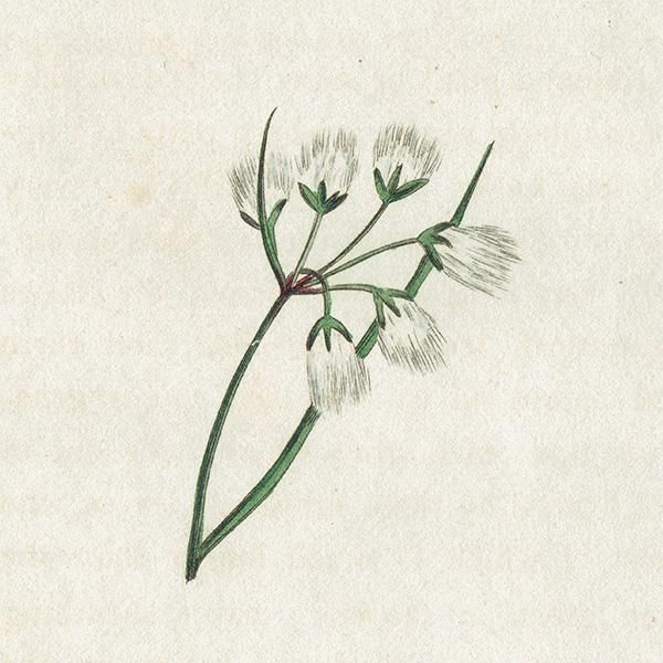 ܥ˥륢 / ʪ Cotton Grass 勵°  ꥹ ƥ 1825ǯ | 1104