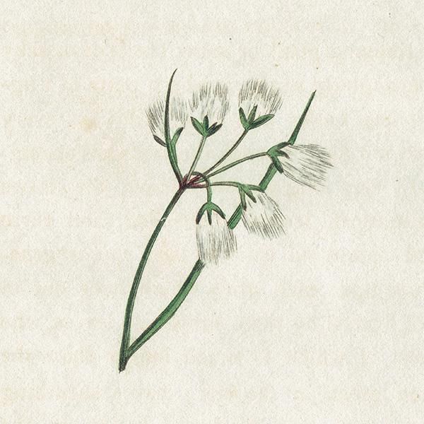 ܥ˥륢 / ʪ Cotton Grass 勵°  ꥹ ƥ 1825ǯ | 1104