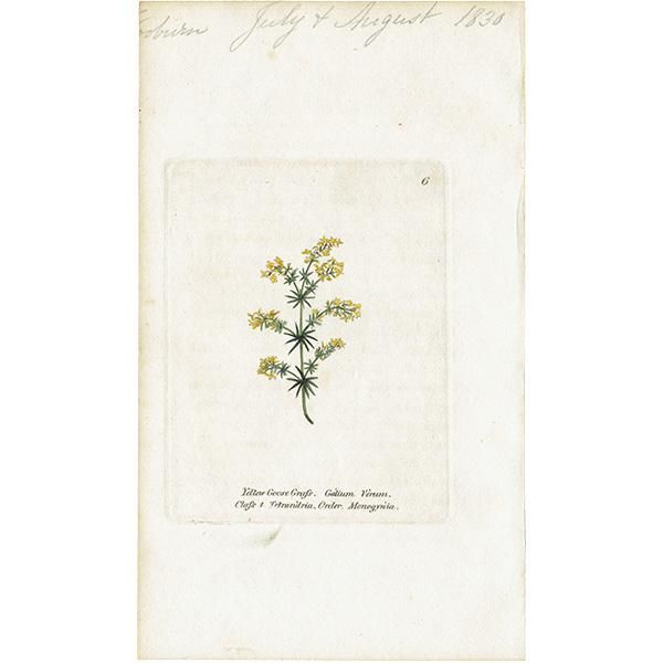 ボタニカルアート / 植物画 Yellow Goose Grass セイヨウ