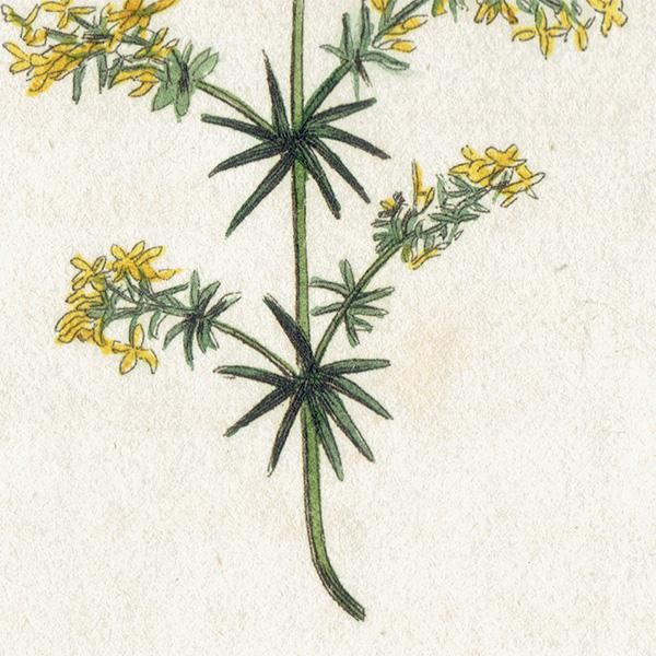 ܥ˥륢 / ʪ Yellow Goose Grass 襦ޥĥ  ꥹ ƥ 1825ǯ | 1106