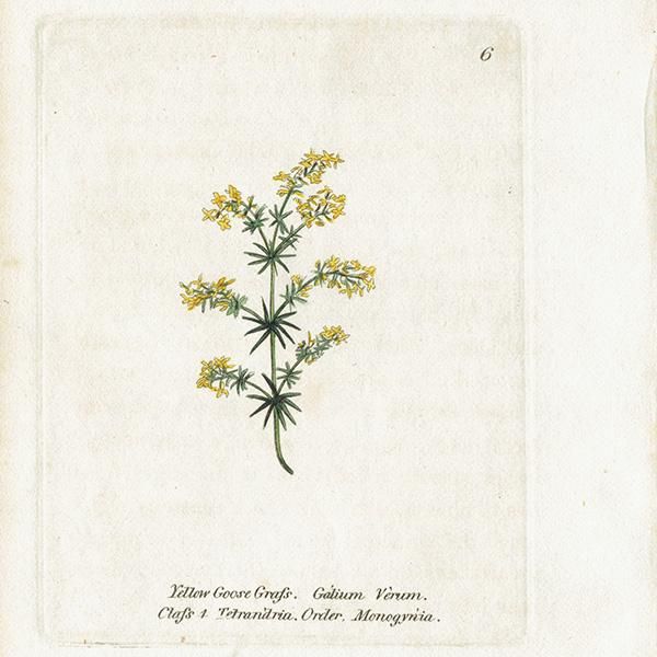 ボタニカルアート / 植物画 Yellow Goose Grass セイヨウ