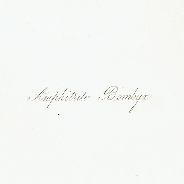 ʪ Amphitrite Bombyx  ƥץ ʪ ɸܲ0177