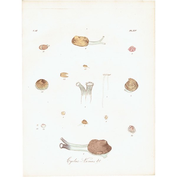 海洋生物 Cyclas Venus 貝  アンティークプリント 博物画 標本画｜0154