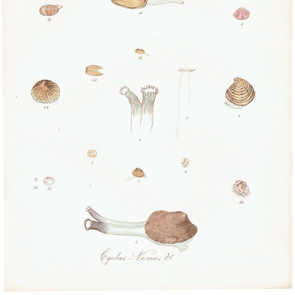 海洋生物 Cyclas Venus 貝  アンティークプリント 博物画 標本画｜0154