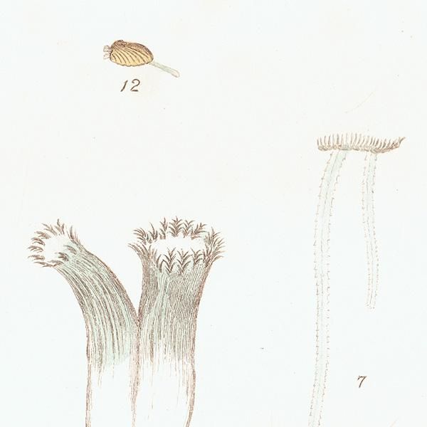 海洋生物 Cyclas Venus 貝 アンティークプリント 博物画 標本画