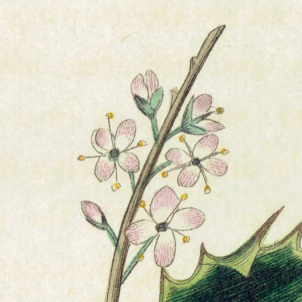 ボタニカルアート / 植物画 Holly セイヨウヒイラギ  イギリス アンティーク 1825年 | 1107