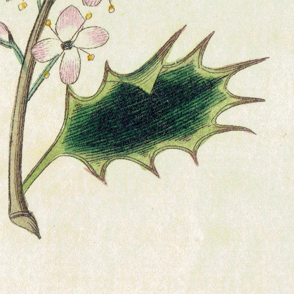ボタニカルアート / 植物画 Holly セイヨウヒイラギ  イギリス アンティーク 1825年 | 1107