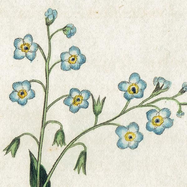 イギリス アンティーク ボタニカルアート/植物画 銅版画 GENISTA
