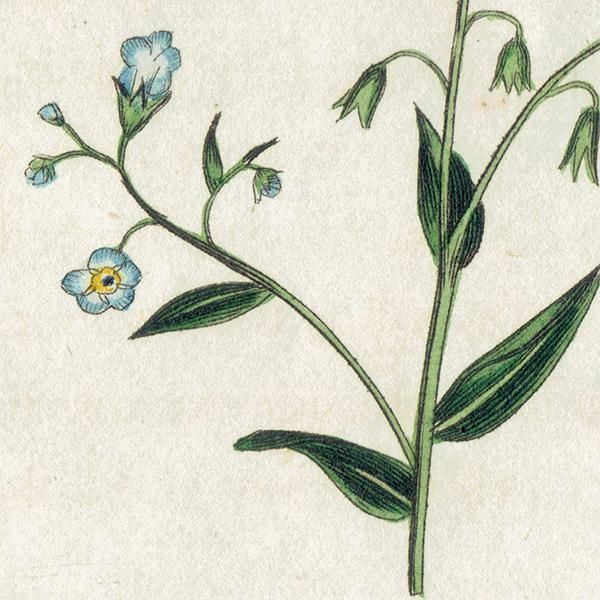 ボタニカルアート / 植物画 Red-Dead Nettle ヒメオドリコソウ