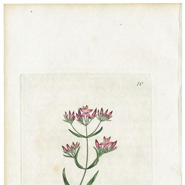 ܥ˥륢 / ʪ Lesser Centaury ϥʥϥޥ֥ ꥹ ƥ 1825ǯ | 1110