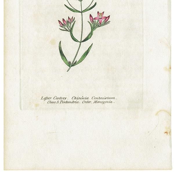 ܥ˥륢 / ʪ Lesser Centaury ϥʥϥޥ֥ ꥹ ƥ 1825ǯ | 1110