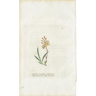 ܥ˥륢 / ʪ Asphodel եǥ ꥹ ƥ 1825ǯ | 1111