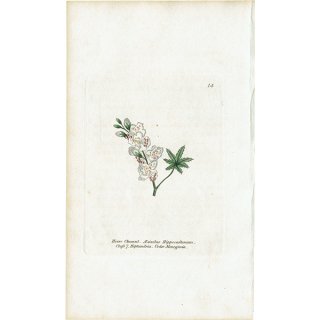 ボタニカルアート / 植物画 Horse Chesnut セイヨウトチノキ（マロニエ） イギリス アンティーク 1825年 | 1114