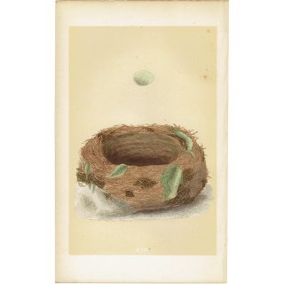 イギリス アンティークプリント バードエッグ（鳥の卵）BLUEBREAST / ブルーブレスト（オガワコマドリ？） の卵と巣 0135