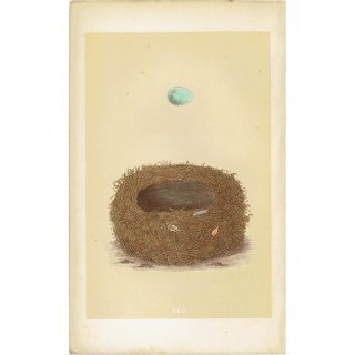 イギリス アンティークプリント バードエッグ（鳥の卵）STONECHAT / ニシノビタキ の卵と巣 0136