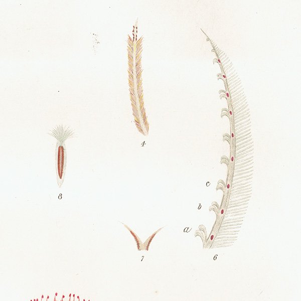 海洋生物 Amphitrite Bombyx アンティークプリント 博物画 標本画｜0178