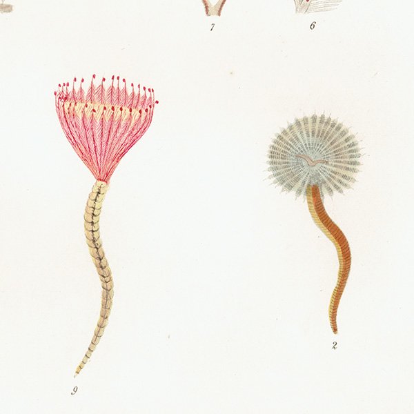 海洋生物 Amphitrite Bombyx アンティークプリント 博物画 標本画｜0178
