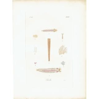 洋書　古書　美しいアンティークブック　1880年発行　海の驚異　海の生き物　自然 Amazon.co.jp: +..。゜+ 海の生き物たちの図鑑 ドイツの