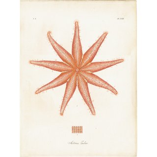 海洋生物 Asterias Endeca ヒトデ アンティークプリント 博物画 標本画｜0173