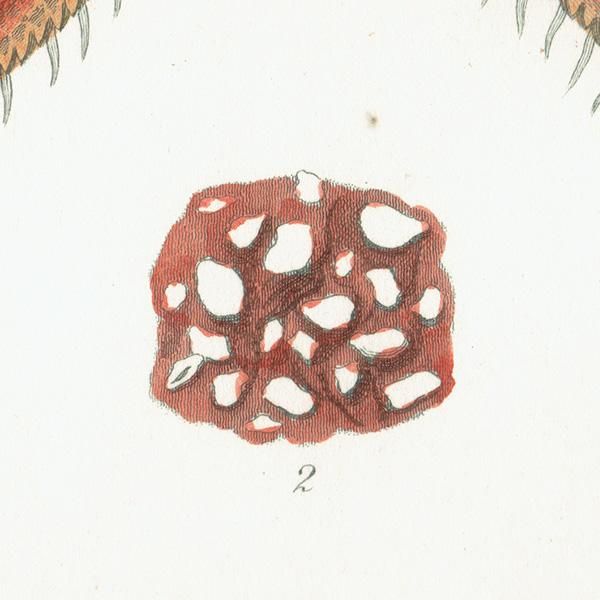 Steuben Galss スターフィッシュ ヒトデ 置物 71XpDPqwrmL._AC_UF894,