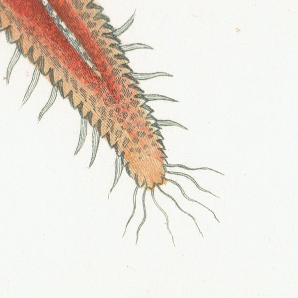 海洋生物 Asterias Rubens ヒトデ（海星 / スターフィッシュ） アンティークプリント 博物画 標本画｜0203