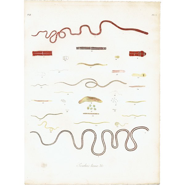 海洋生物 Gorduis tania 類線虫 アンティークプリント 博物画 標本画｜0189