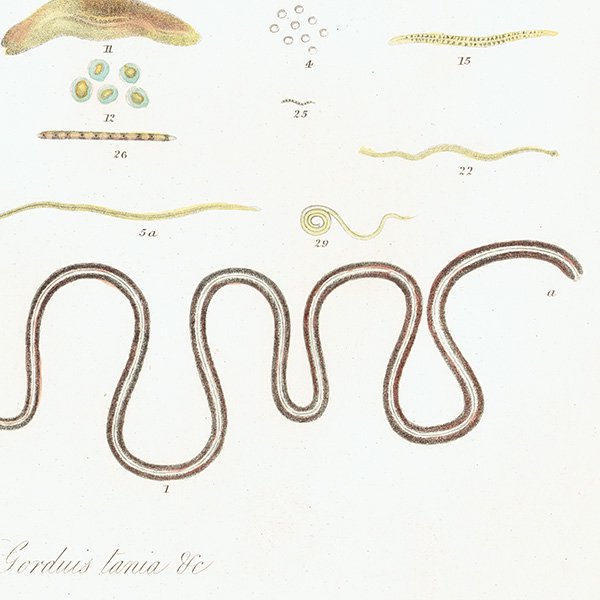 海洋生物 Gorduis tania 類線虫 アンティークプリント 博物画 標本画｜0189