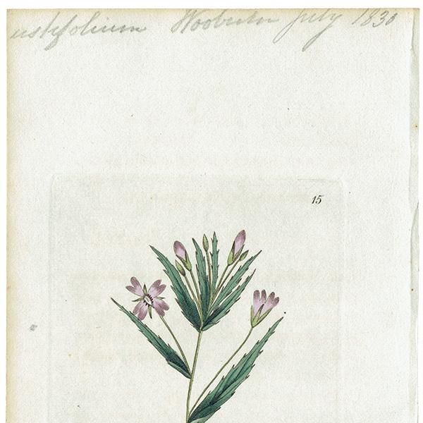 ܥ˥륢 / ʪ Square-Stalked Willowherb ԥӥࡦƥȥ饴ʥ ꥹ ƥ 1825ǯ | 1115